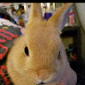 Meet your Posher, Edith